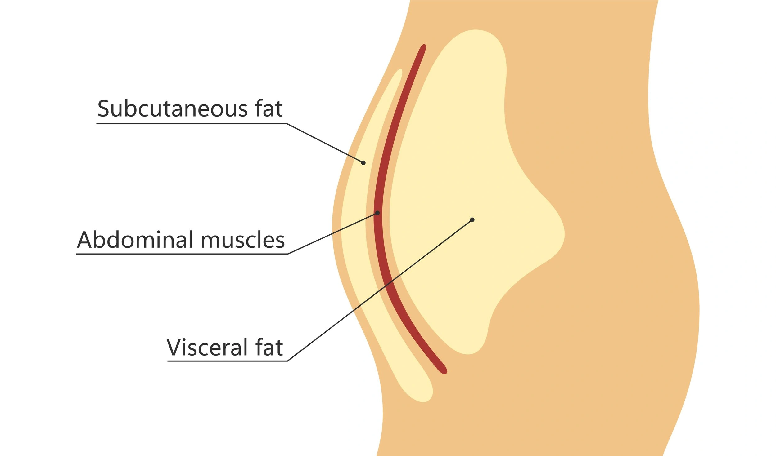 Cross-section diagram showing layers of abdominal fat including subcutaneous fat, visceral fat, and abdominal muscles